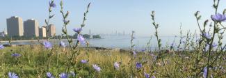 chicago skyline